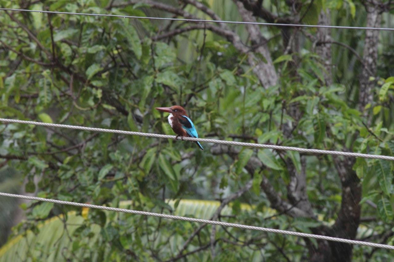 Ragama Bird'S Nest By Natures Bliss المظهر الخارجي الصورة